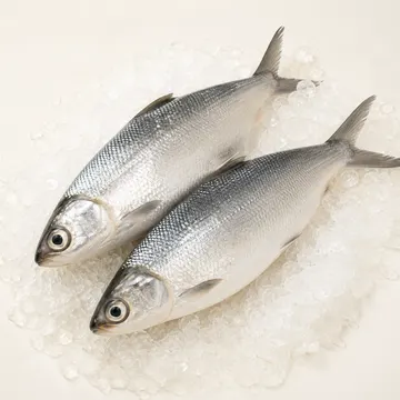 Bangus